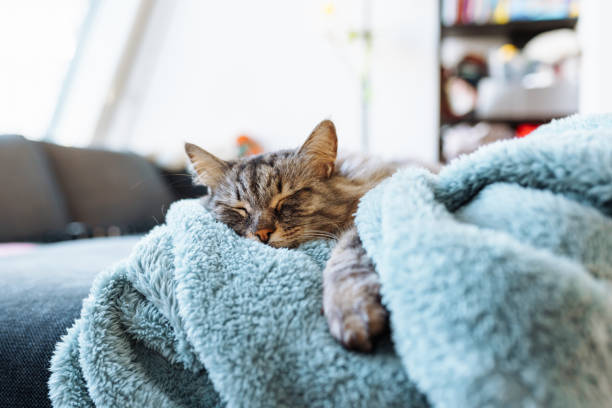istock sleeping gray domestic cat on soft blanket 2150256402