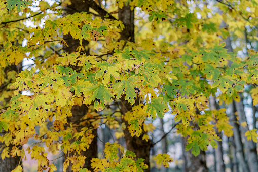 Rhytisma acerinum disease on yellowing autumn maple leaves in the park. High quality photo