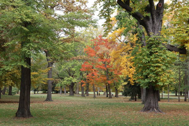 istock Autumn at Margaret Island 2150256639