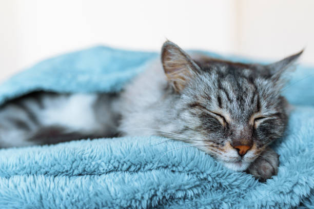 istock sleeping gray domestic cat on soft blanket 2150256759