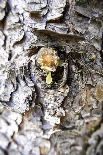 Detail of resin extraction in a pine tree in nature