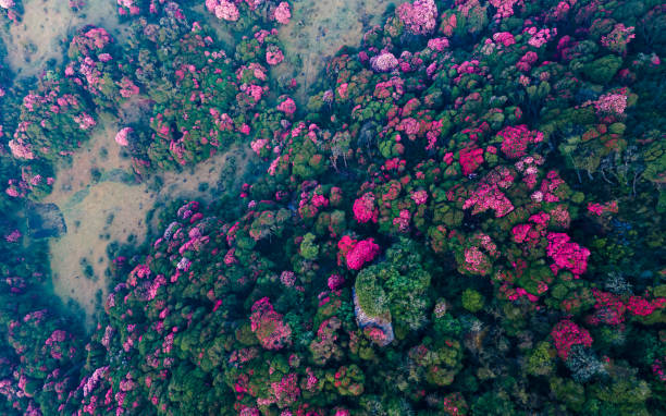istock blossom rhenodendren flower in Tinjure hill 2150258209
