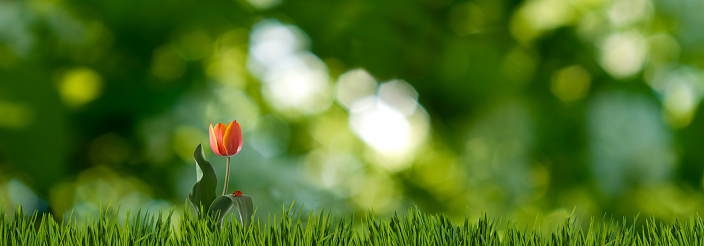 A horizontal banner with an image of a red tulip in the grass on a green blurred background.