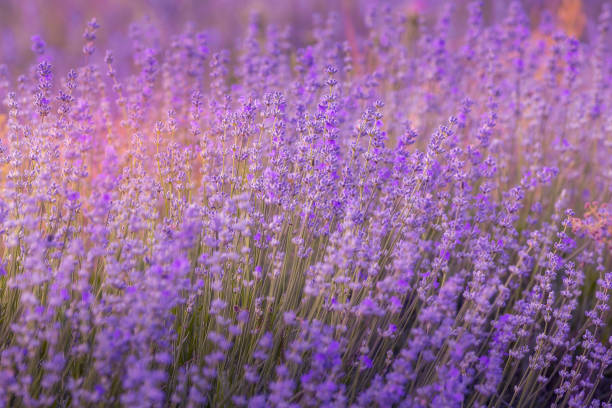 istock Purple lavender flower field close-up 2150258590
