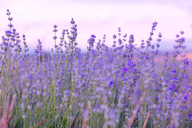 istock Lavender flowers close-up on sky background 2150258615