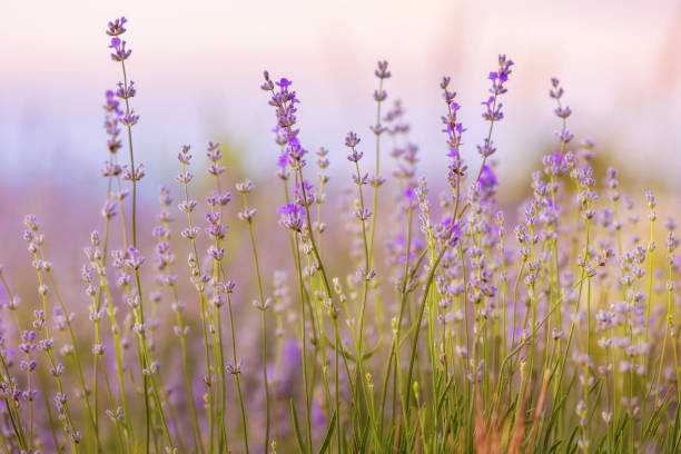 istock Lavender flowers close-up on sky background 2150258653