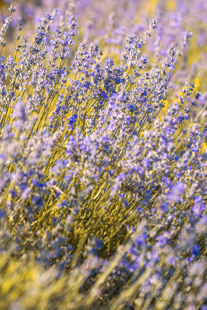 Violet purple lavender field close-up. Flowers selective focus, blur background