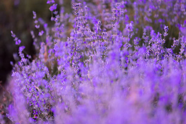 Violet purple lavender field close-up. Flowers selective focus, blur background
