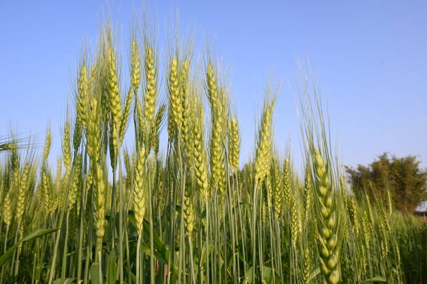 Ears of wheat plants. Panoramic view of green field of wheat a clear sunny day. Beautiful view of green field.
