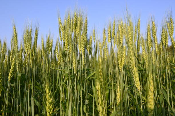istock Ears of wheat plants. 2150258915