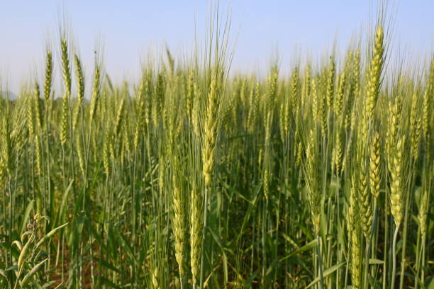 istock Ears of wheat plants. 2150259043