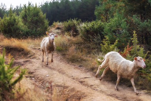 Two sheep full of sticky buds running down the hill in the forest