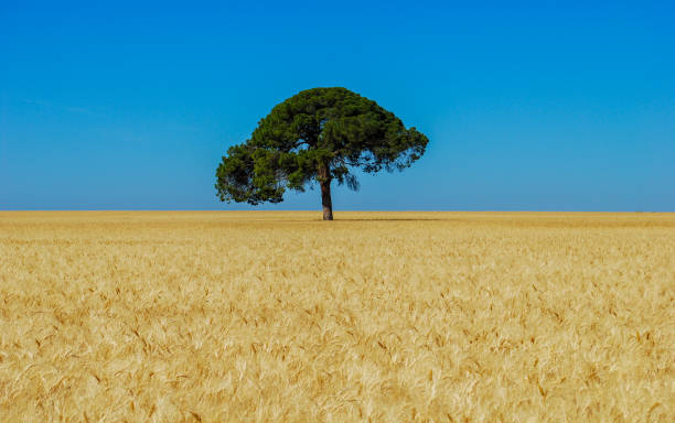 a quiet tree in the center of a large wheat field