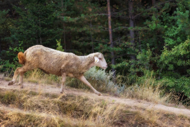 istock Sheep full of sticky buds running down the hill 2150259134