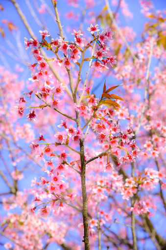 Pink Wild Himalayan Cherry flowers blooming in Chiang Mai Province, Thailand.