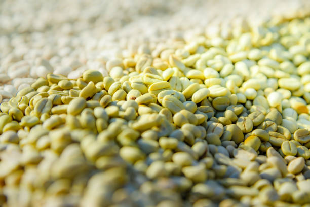 Pile of green coffee beans prepared for roasting