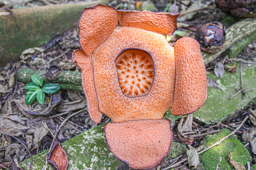 Bunga Raffesia ini tumbuh diantara pepohonan yang berada di Kebun Raya Bogor.