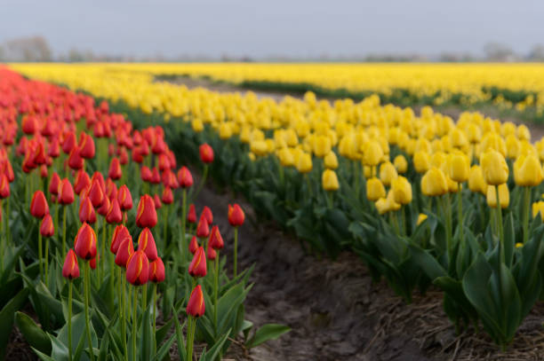 istock Growing Tulips in North Holland. 2150261297