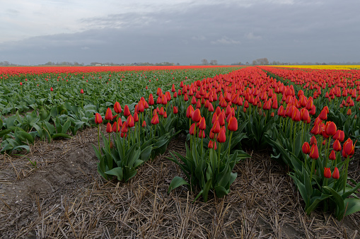 Growing Tulips in North Holland.