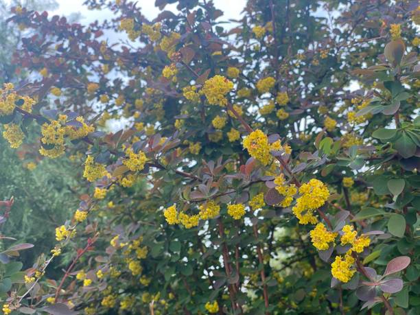 istock Bush with dense small yellow flowers on the branches 2150262728