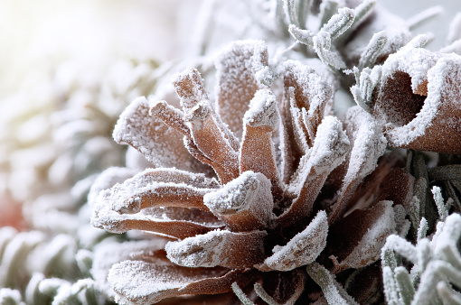 Snow covered pine cones. Shallow depth of field
