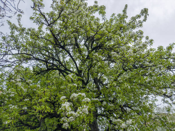 istock Top of blooming old wild pear against the cloudy sky 2150262804