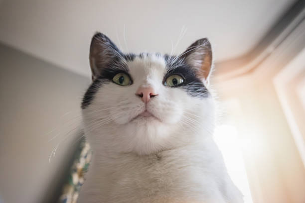istock Low angle view of a black and white cat 2150262817