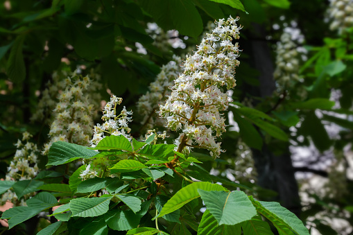 Branch of the old blooming chestnut with inflorescence on a dark blurred background of the same tree in sunny weather, selective focus