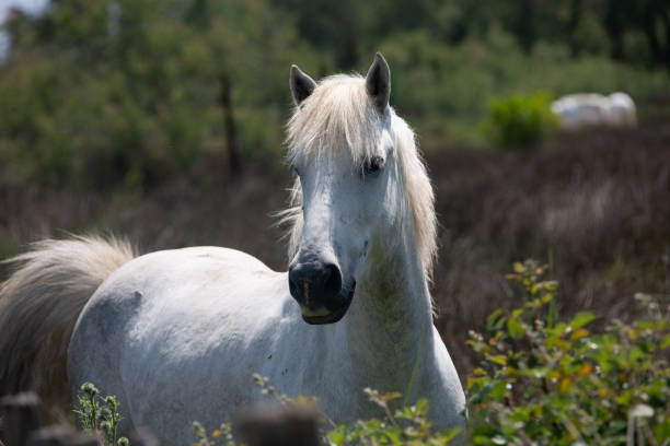 White horses in the Camargue running in the water