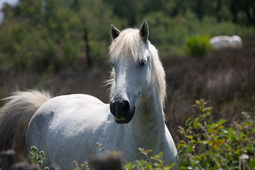 A headshot of a grey horse in a paddock.