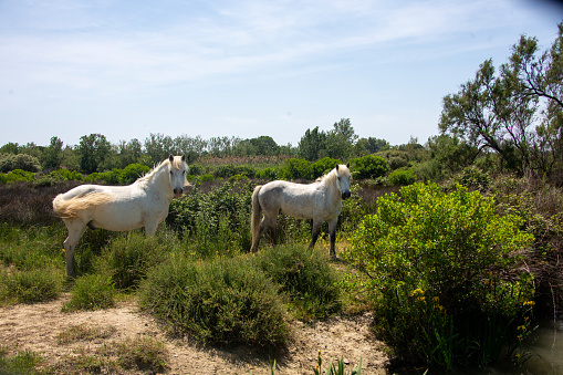White horses in the Camargue running in the water