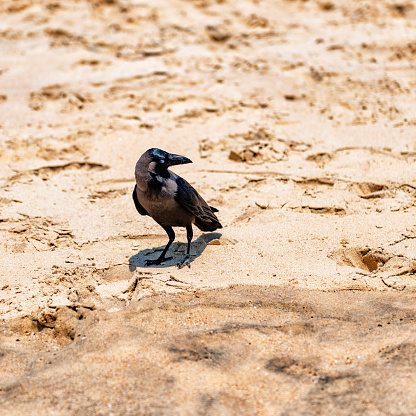 Crow hunting for crabs on the Candolim Beach at dusk in North Goa, India