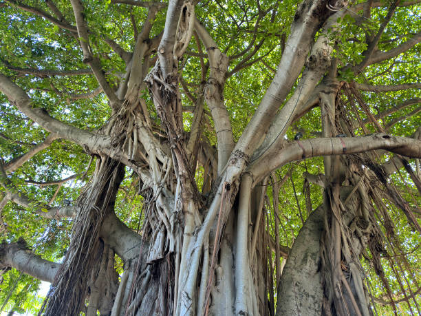 istock Trunk of a mature Banyan tree 2150264494