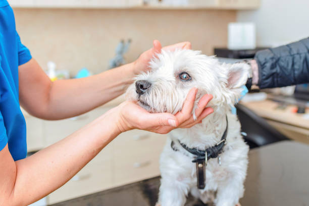 istock A young Cairn Terrier dog has a visit to the vet. 2150264703