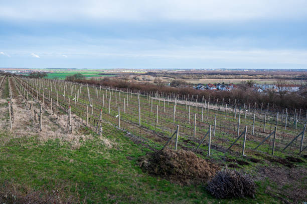 istock View over vineyards to valley with fields, forests and cities. 2150265219