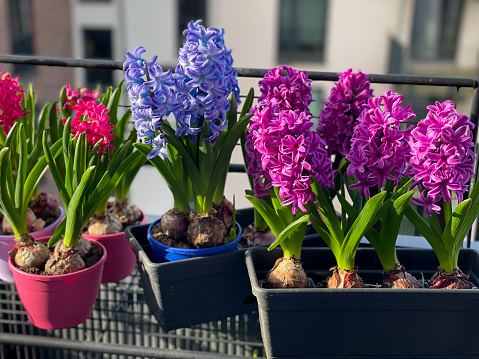Decorative vibrant pink, purple and blue Hyacinthus bulb spring flowers growing in decorative flower pot hanging on a balcony terrace fence close up