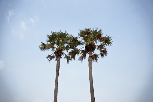 Two palm trees towered side by side