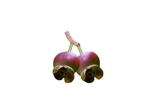 Rich in vitamin C, Syzygium jambos fruit can be eaten raw or cooked and used in traditional medicine