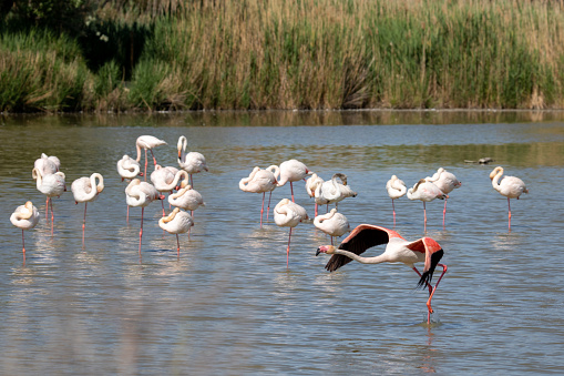 Flamingo in der Camargue startet zum Flug