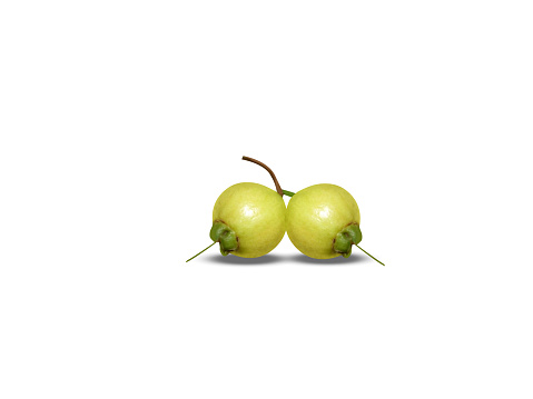 Rich in vitamin C, Syzygium jambos fruit can be eaten raw or cooked and used in traditional medicine