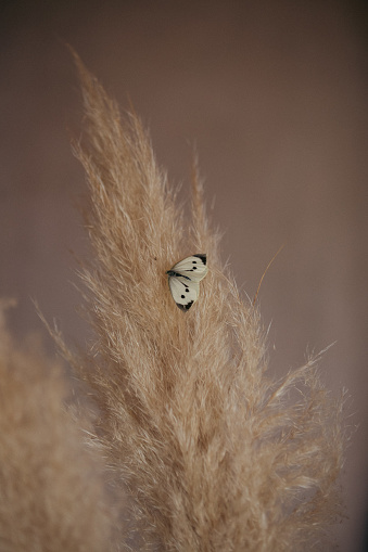 Pampas grass with butterfly vintage brown tone