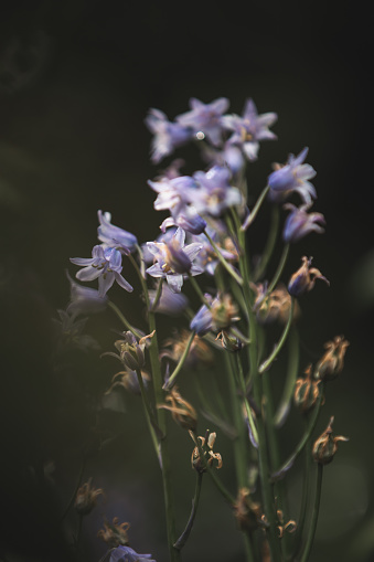 Out of focus moody bluebell