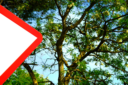 Traffic sign and tree branches.