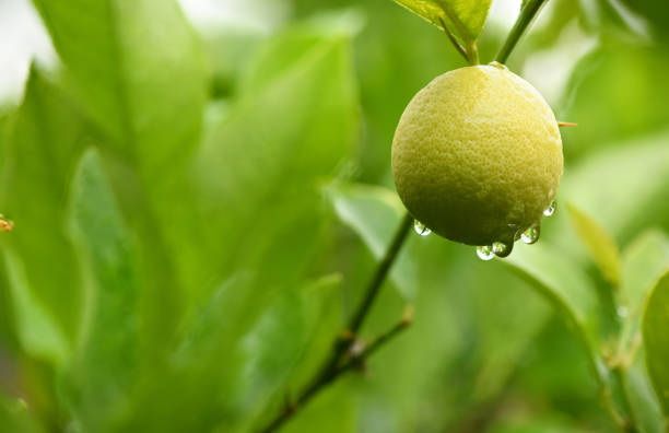 Fresh unripe lemon with leaves and water drop. Side view. High resolution photo.