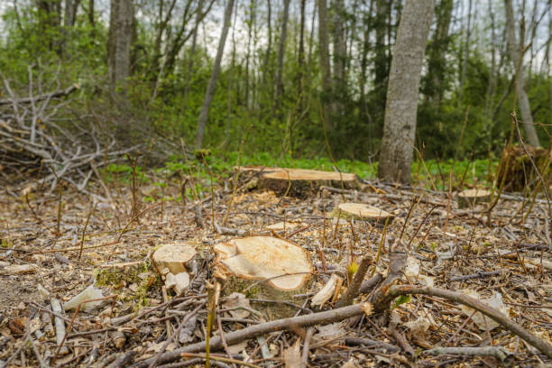 istock Deforestation, forest clearing,tree stumps and felled forest. Deforested area in a forest with cutted trees. 2150267448