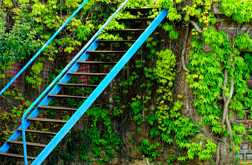 metallic exterior staircase and green ivy leaves on wall