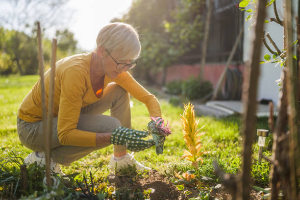 istock Senior woman gardening 2150268196