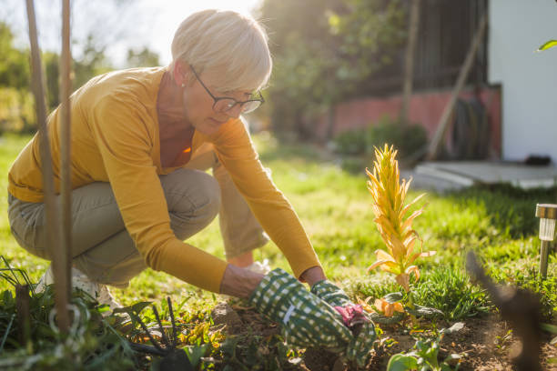 istock Senior woman gardening 2150268200