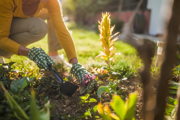 istock Senior woman gardening 2150268213