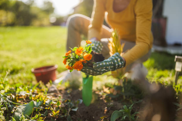 istock Senior woman gardening 2150268229